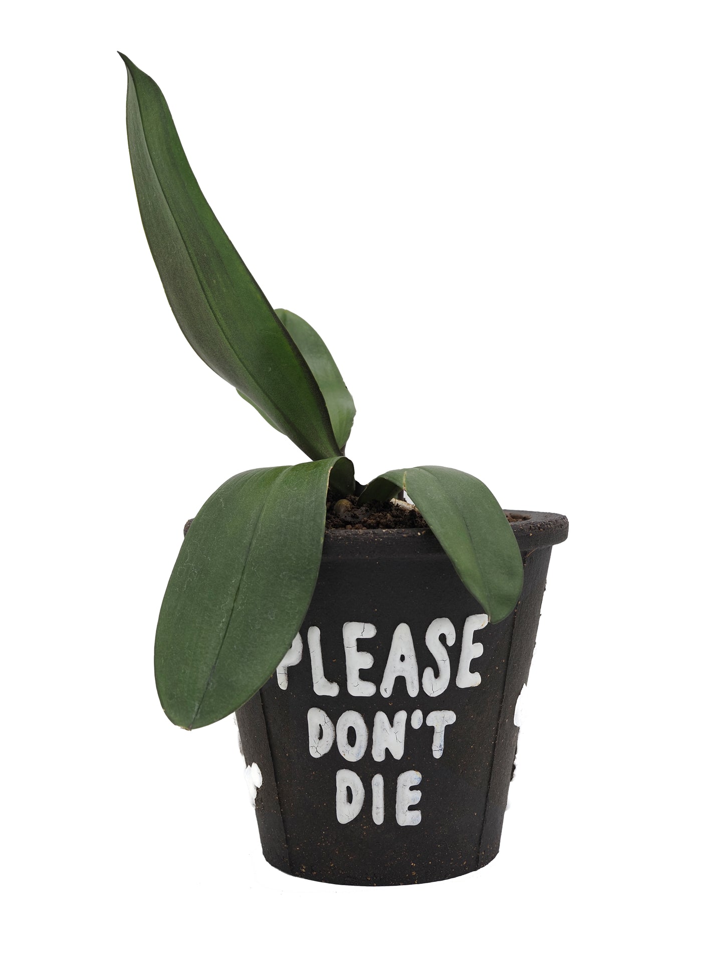 Please dont die planter