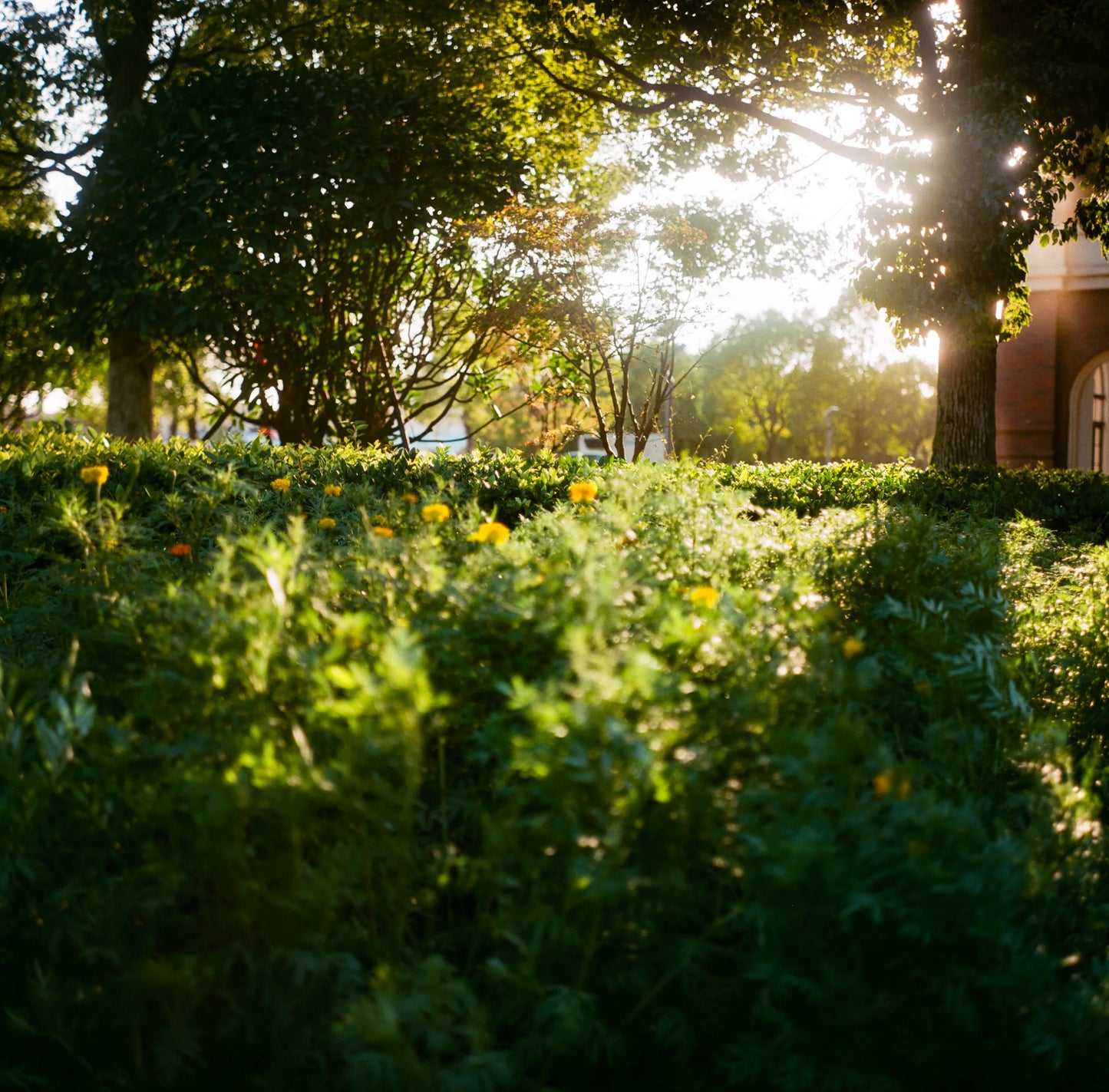 1 ROLL LUCKY COLOR 200 ISO 120 FILM C41 36EXP