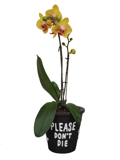 Please dont die planter